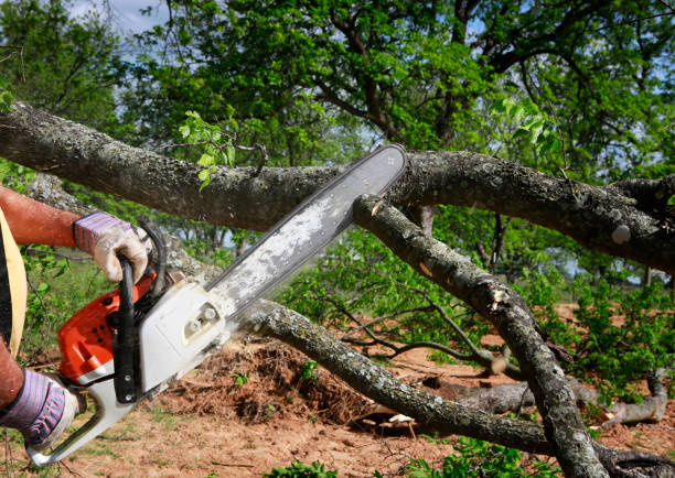 Why Choose Our Tree Removal Services in Union City, GA?